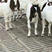 出售波尔山羊羊羔怀孕母羊种公羊货到包成活