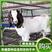 出售波尔山羊羊羔怀孕母羊种公羊货到包成活