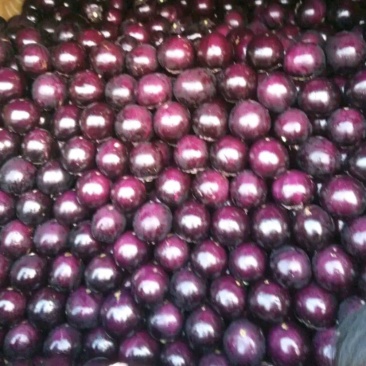 茄子圆茄紫茄大量上货了品相好味道好商超批发量大价优欢迎联
