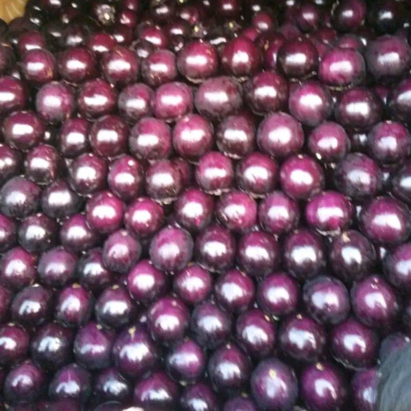 茄子圆茄紫茄大量上货了品相好味道好商超批发量大价优欢迎联
