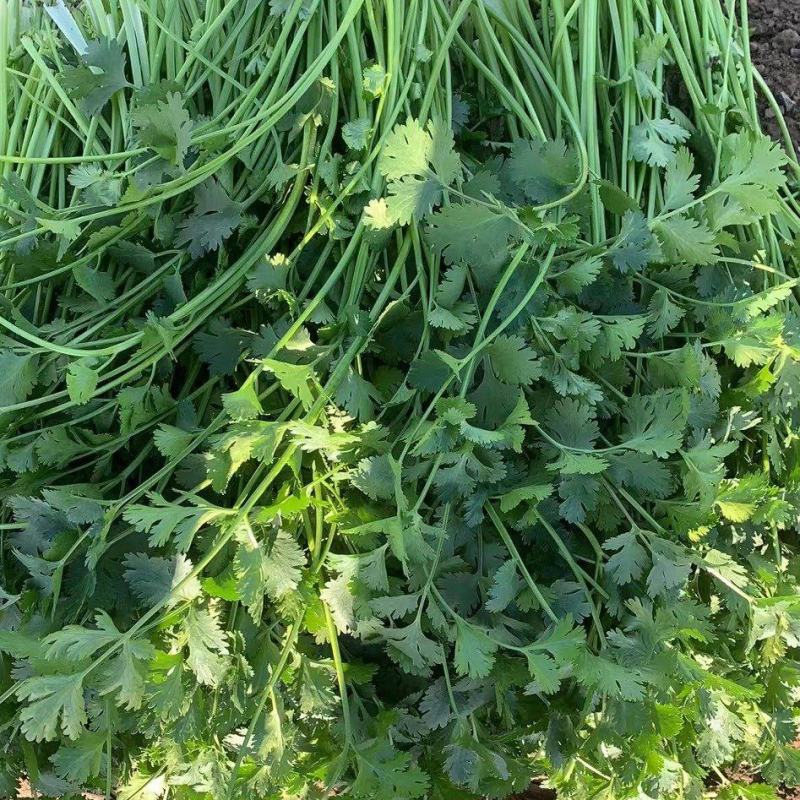 割根铁杆青香菜