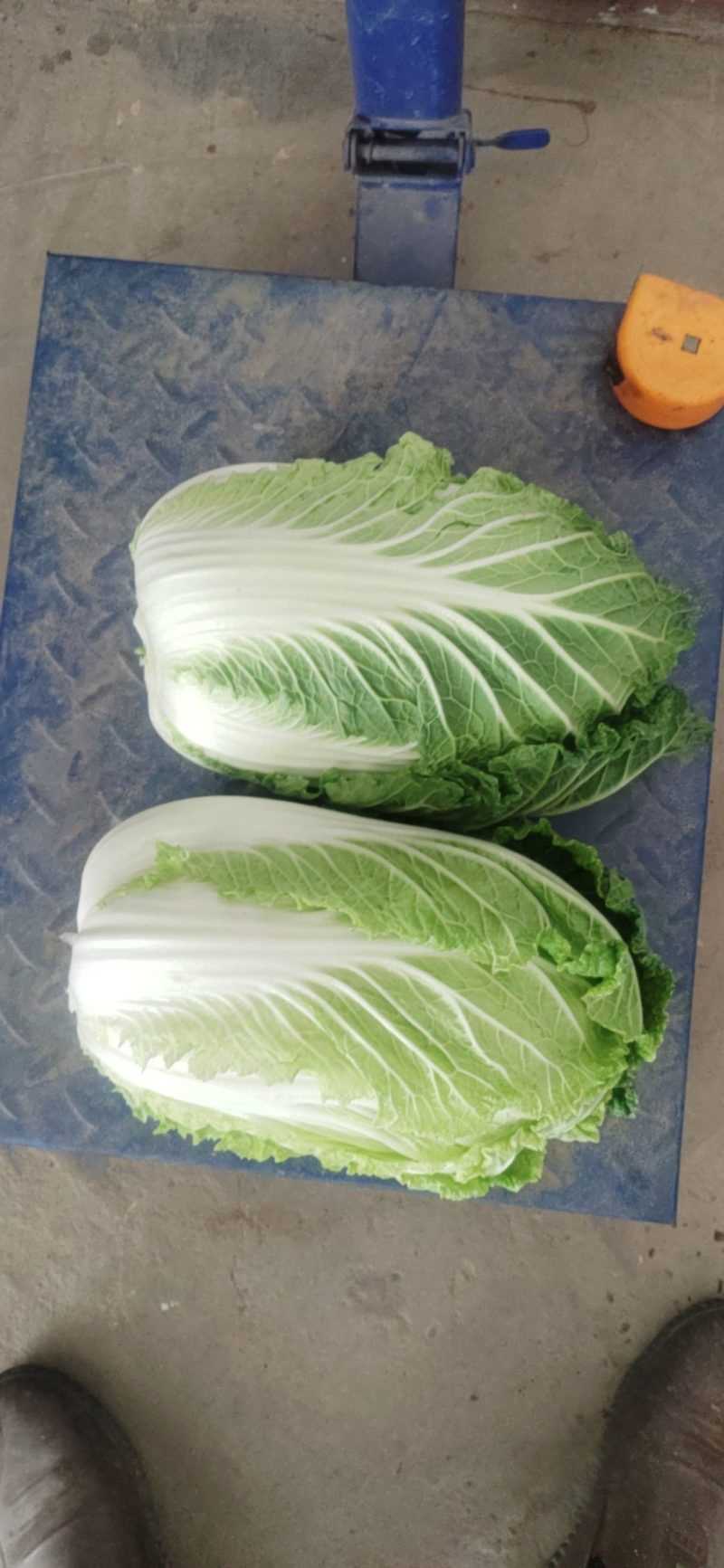 湖北当阳千亩黄心大白菜大量上市量大从优，质欢迎选购