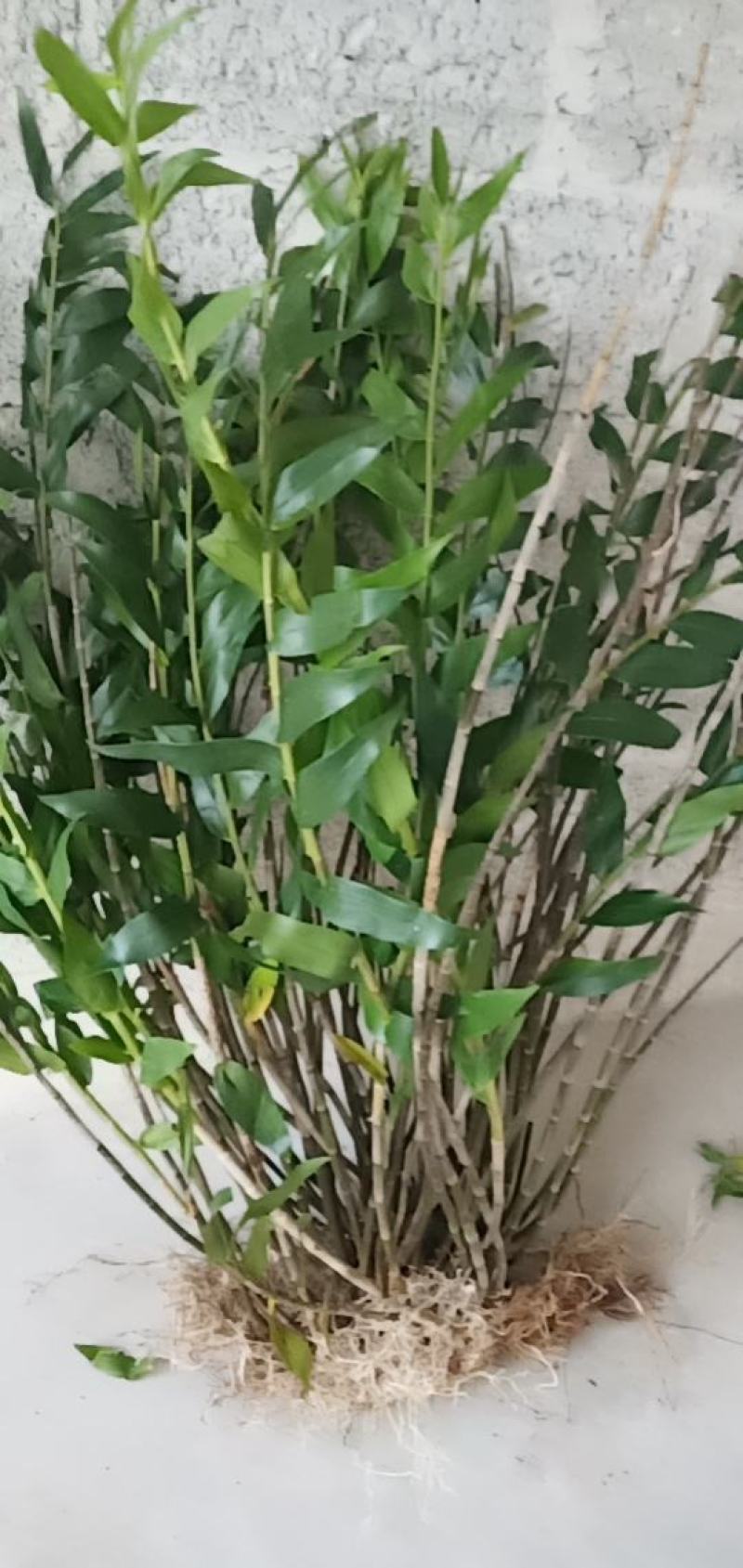 马鞭石斛