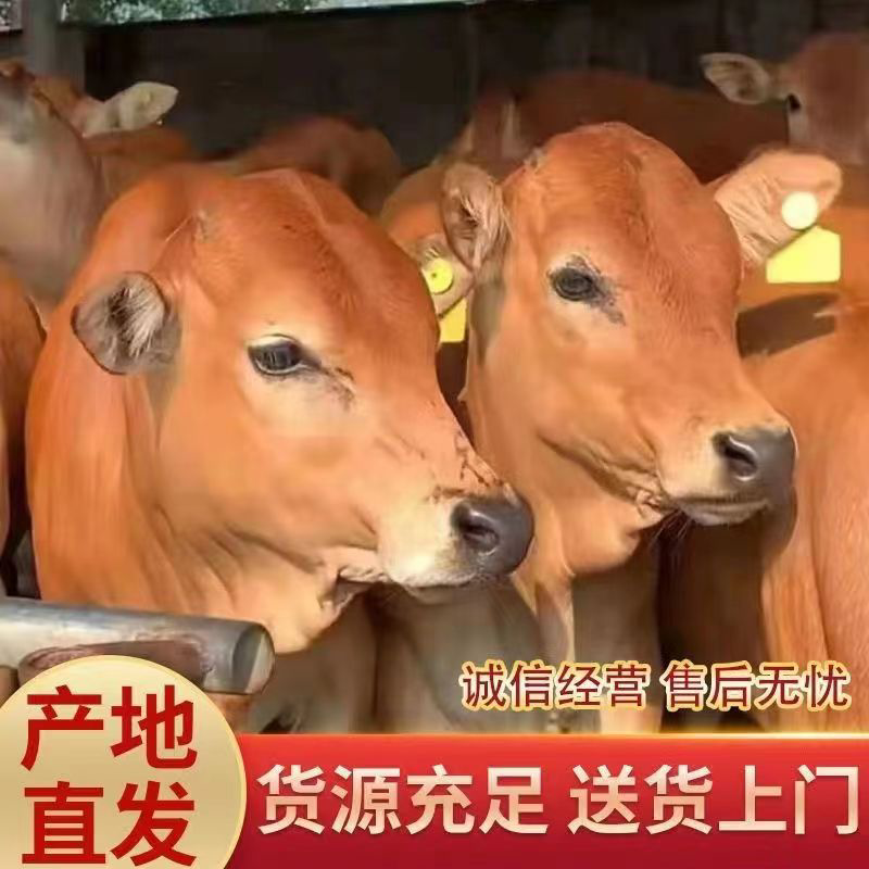 黄牛犊小黄牛犊小黄牛鲁西黄牛小黄牛苗仔小牛犊小牛犊