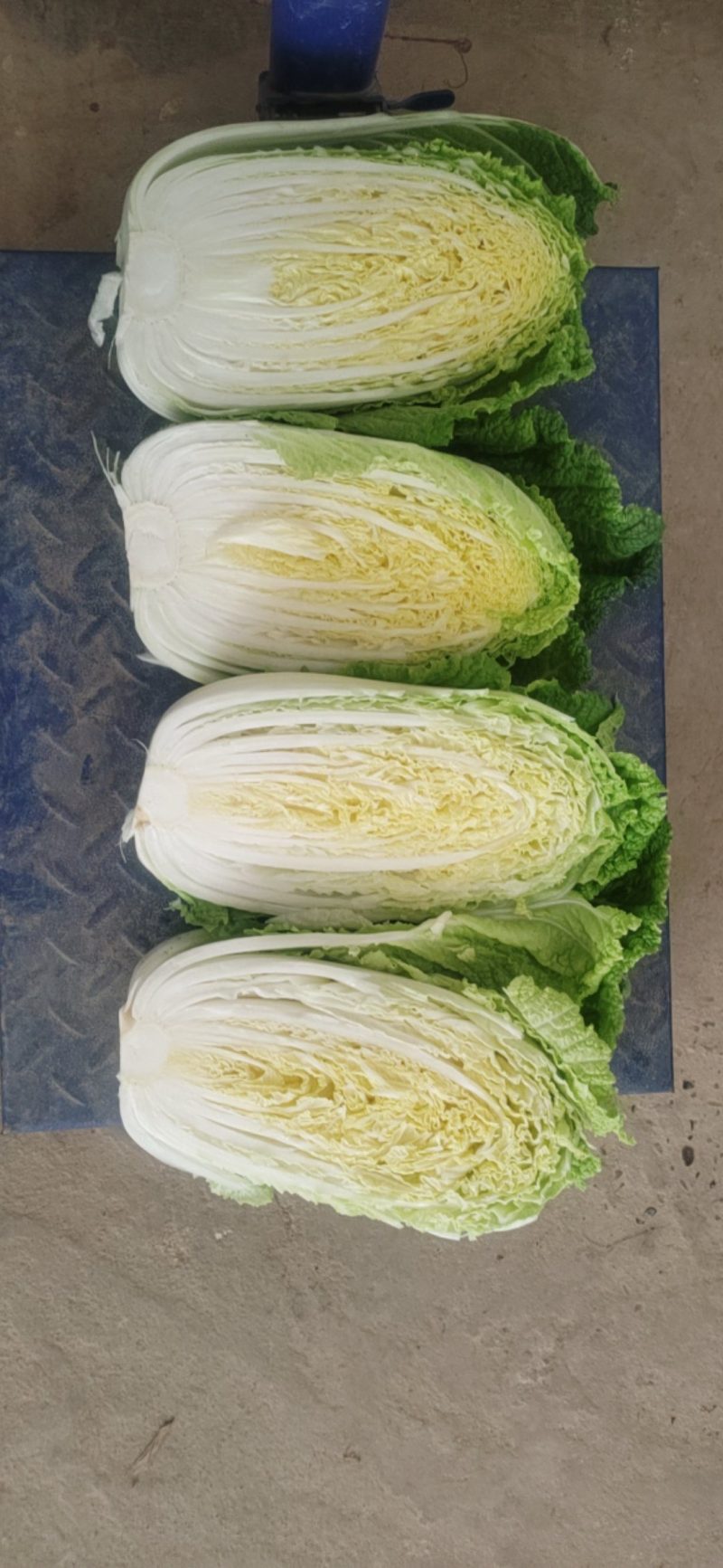 湖北当阳千亩黄心大白菜大量上市量大从优，质欢迎选购