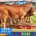 黄牛犊小黄牛犊小黄牛鲁西黄牛小黄牛苗仔小牛犊小牛犊
