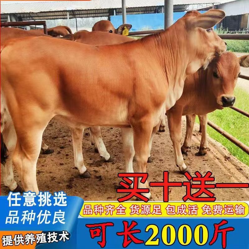 黄牛犊小黄牛犊小黄牛鲁西黄牛小黄牛苗仔小牛犊小牛犊