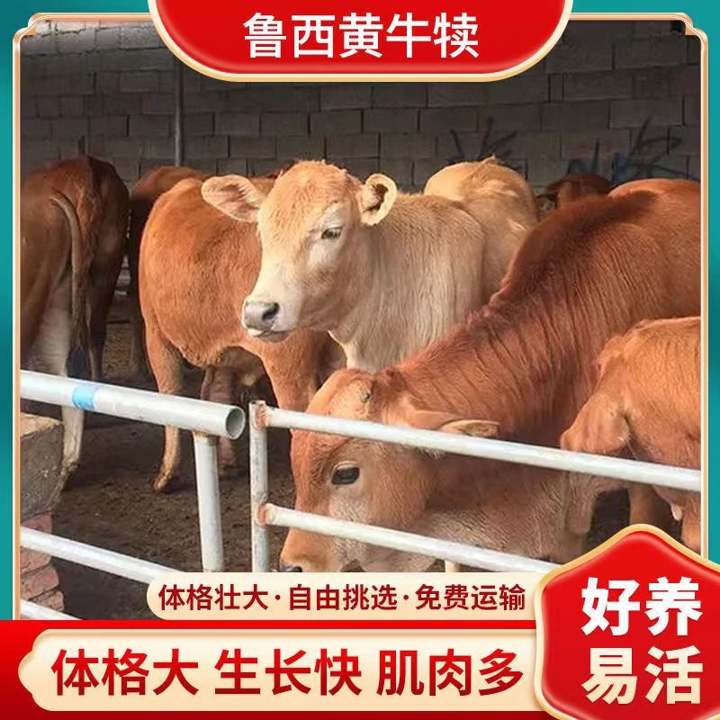 黄牛犊小黄牛犊小黄牛鲁西黄牛小黄牛苗仔小牛犊小牛犊