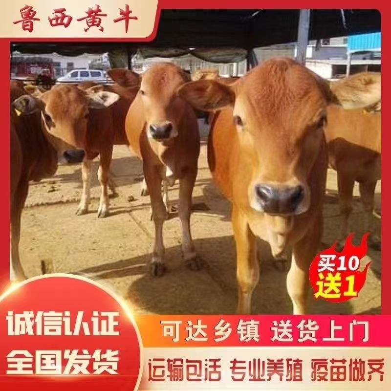 黄牛犊小黄牛犊小黄牛鲁西黄牛小黄牛苗仔小牛犊小牛犊