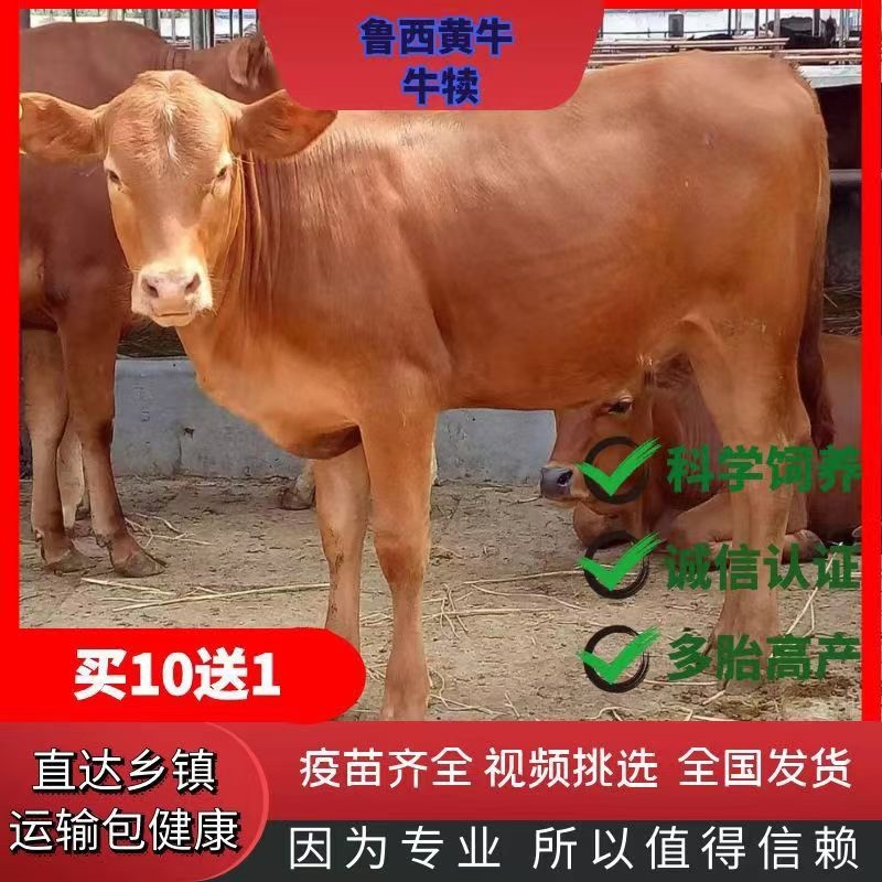 黄牛犊小黄牛犊小黄牛鲁西黄牛小黄牛苗仔小牛犊小牛犊