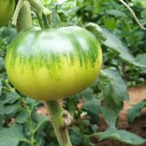天津蓟州东赵水果蕃茄，熊蜂授粉，绿色种植，自家基地，质优