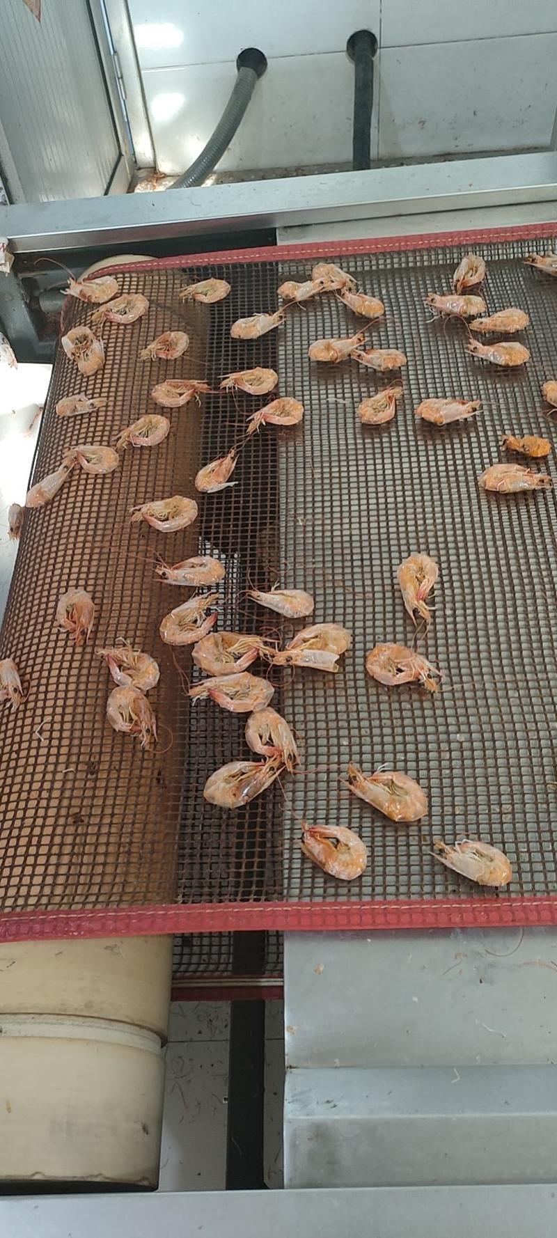 活烤虾干选鲜活的海水活虾生活在盐度26度的海水中