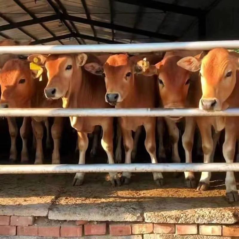 牛犊西门塔尔牛手续齐全厂家直供免费送货上门