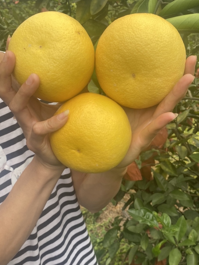 广西葡萄柚大量有货