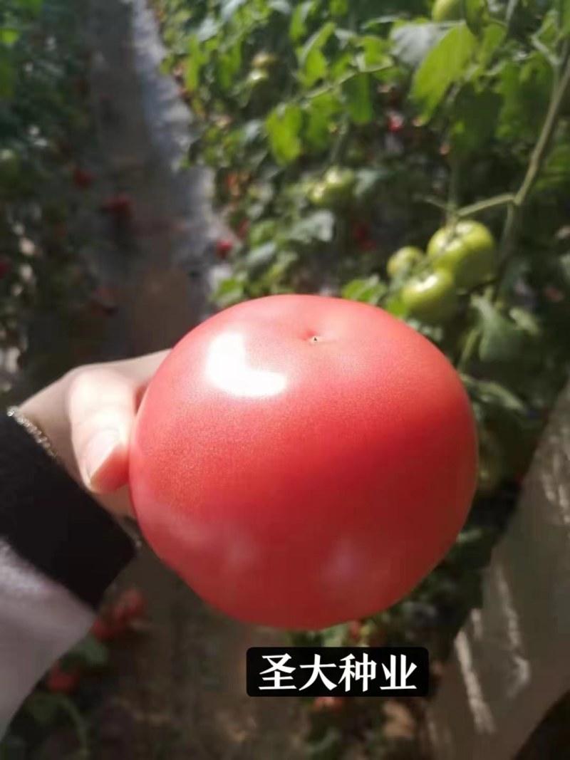 金圣03硬粉西红柿种子番茄种子抗线虫抗黄头高圆型