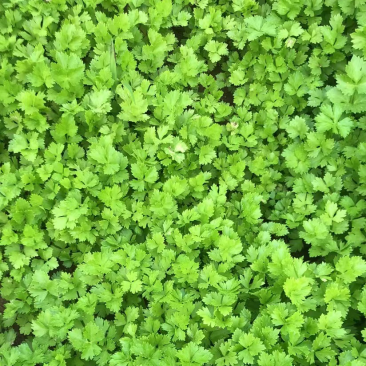 芹菜苗.优质法国皇后芹菜苗，正在热卖中…..