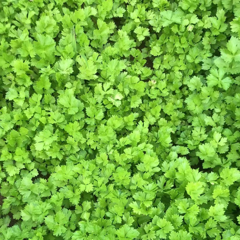 芹菜苗.优质法国皇后芹菜苗，正在热卖中…..
