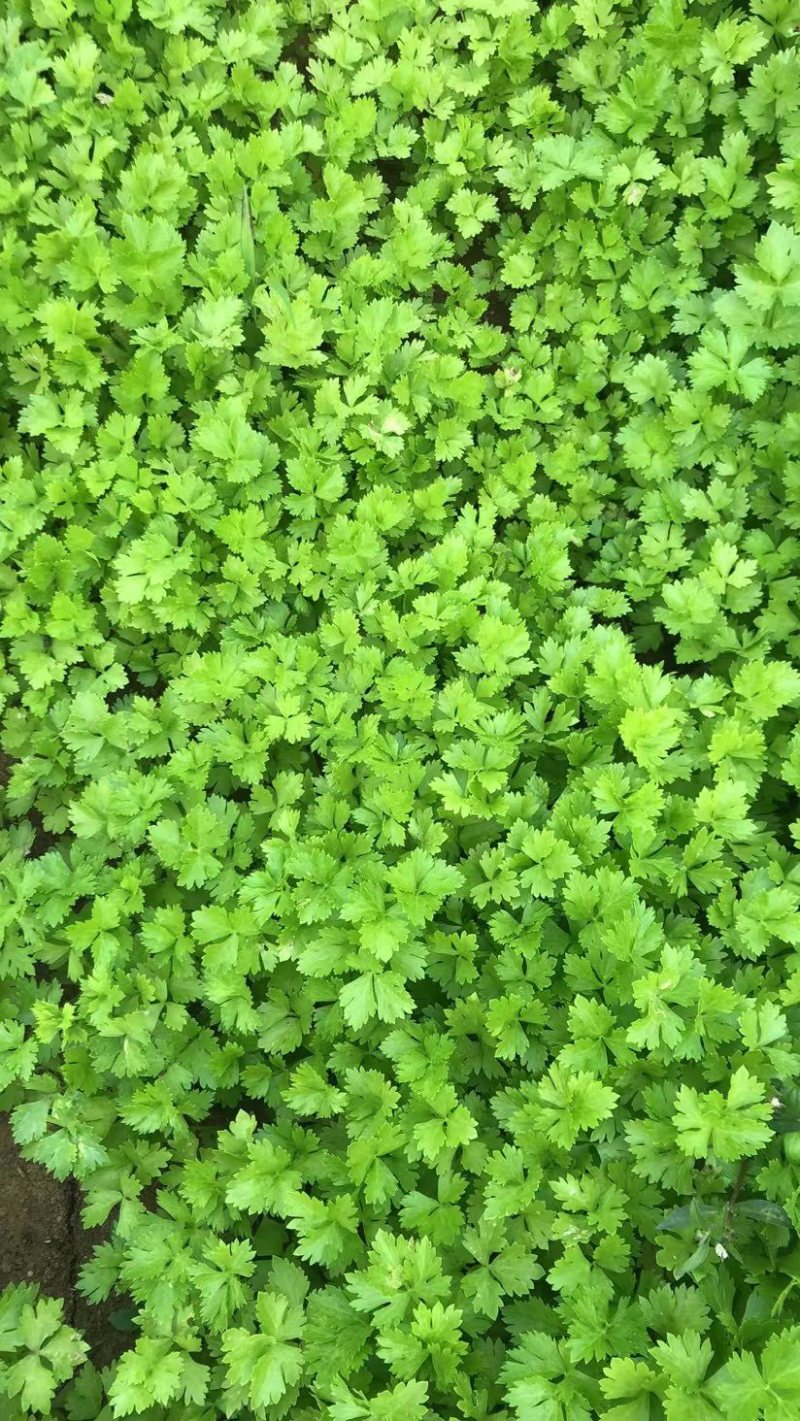 芹菜苗.优质法国皇后芹菜苗，正在热卖中…..