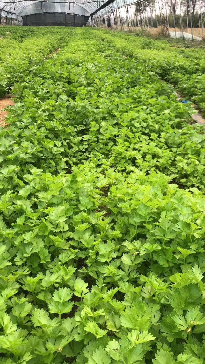 芹菜苗.优质法国皇后芹菜苗，正在热卖中…..