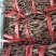海南胡椒根大量现货质量保证欢迎联系采购量大从优