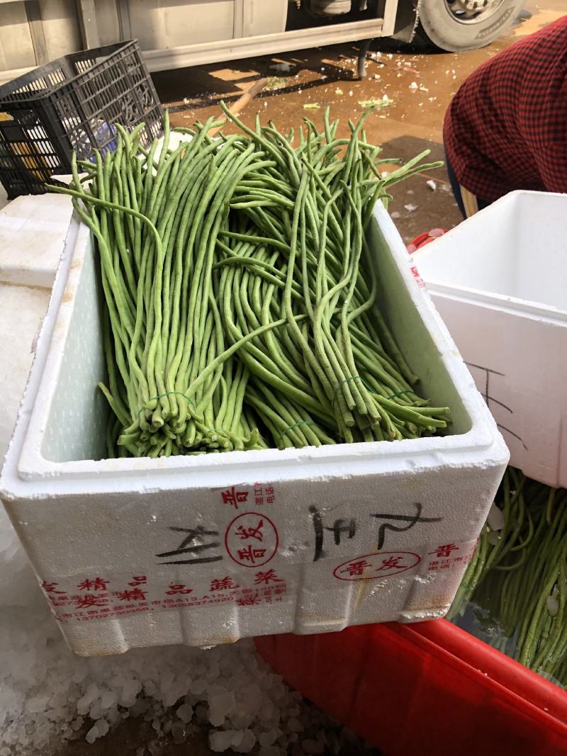 《广东精品豆角》大量上市品质保证一手货源欢迎联系