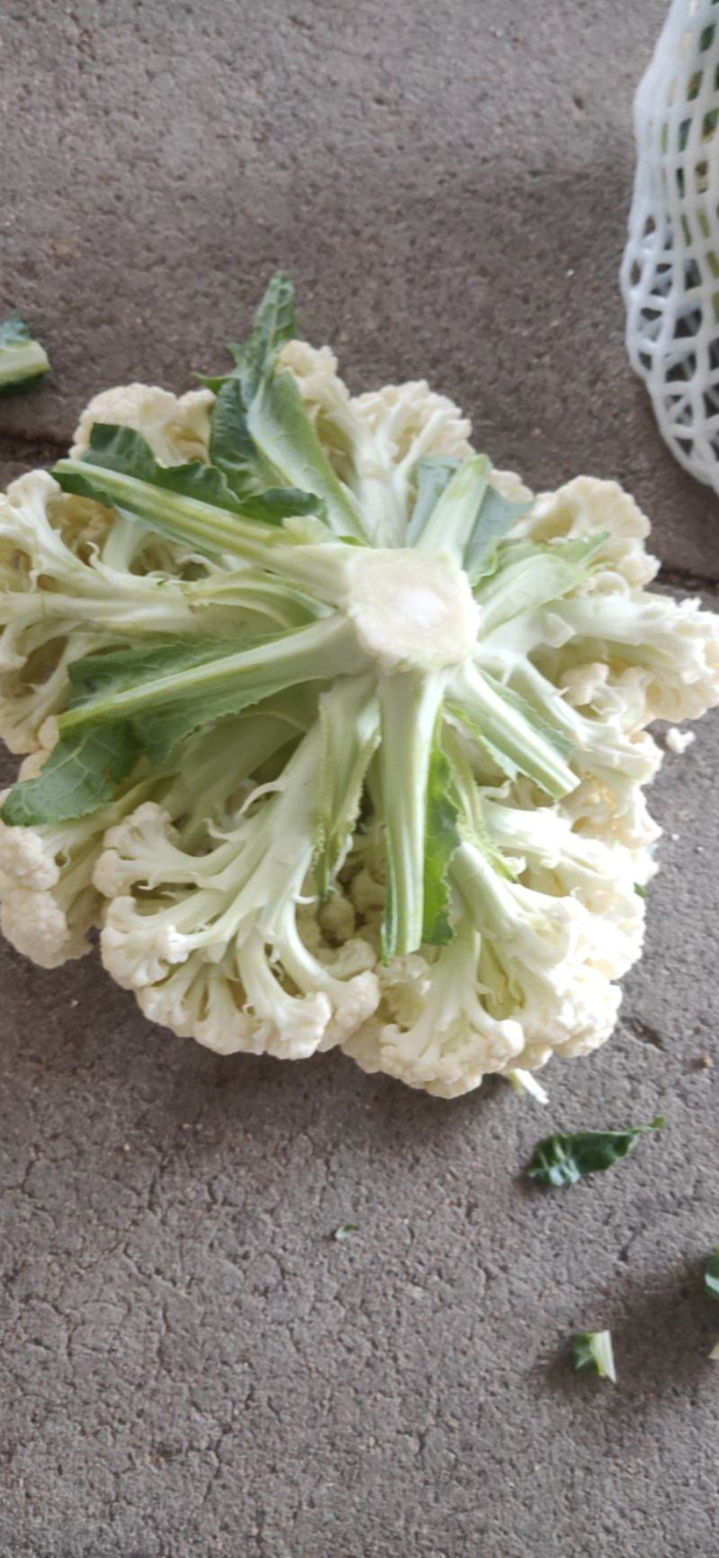 福建漳州漳浦县优质青梗白面松花