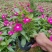 长春花(红花、粉花、紫花)基地现货生，花期四季，花带轻香