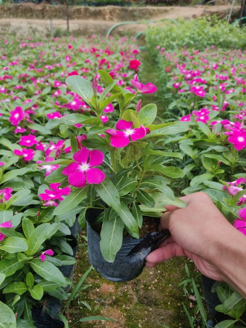 长春花(红花、粉花、紫花)基地现货生，花期四季，花带轻香