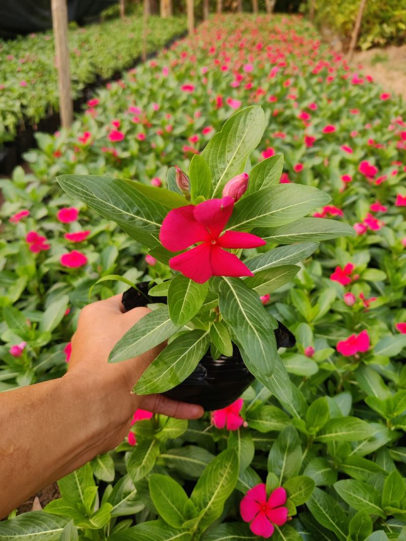 长春花(红花、粉花、紫花)基地现货生，花期四季，花带轻香