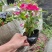 长春花(红花、粉花、紫花)基地现货生，花期四季，花带轻香