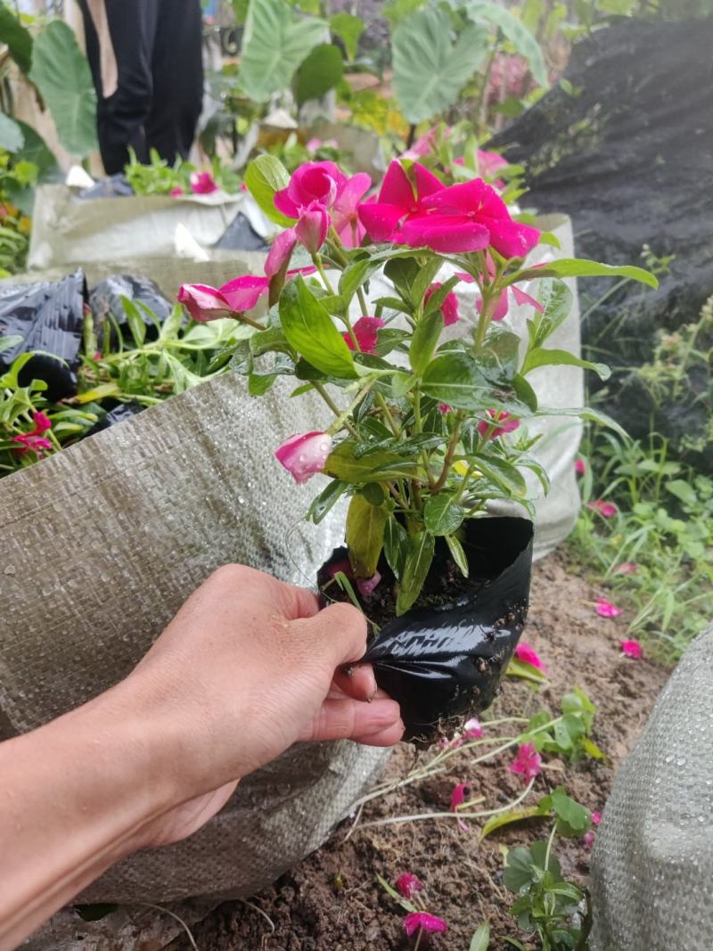 长春花(红花、粉花、紫花)基地现货生，花期四季，花带轻香