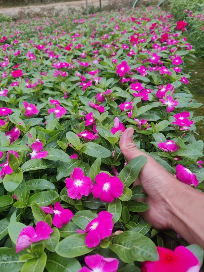 长春花(红花、粉花、紫花)基地现货生，花期四季，花带轻香