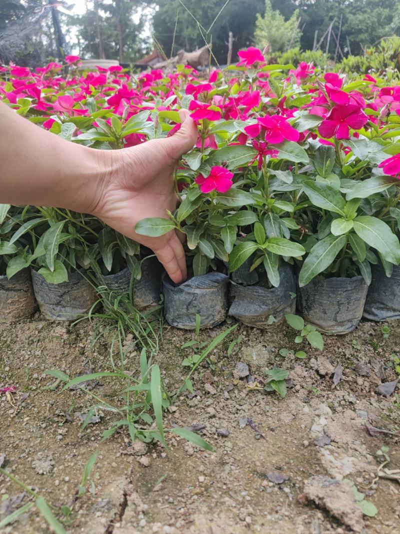 长春花(红花、粉花、紫花)基地现货生，花期四季，花带轻香