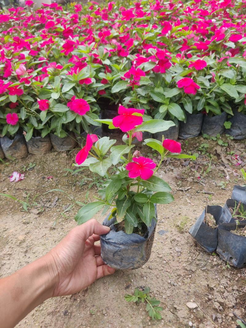 长春花(红花、粉花、紫花)基地现货生，花期四季，花带轻香