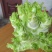 精品儿菜基地直供量大从优