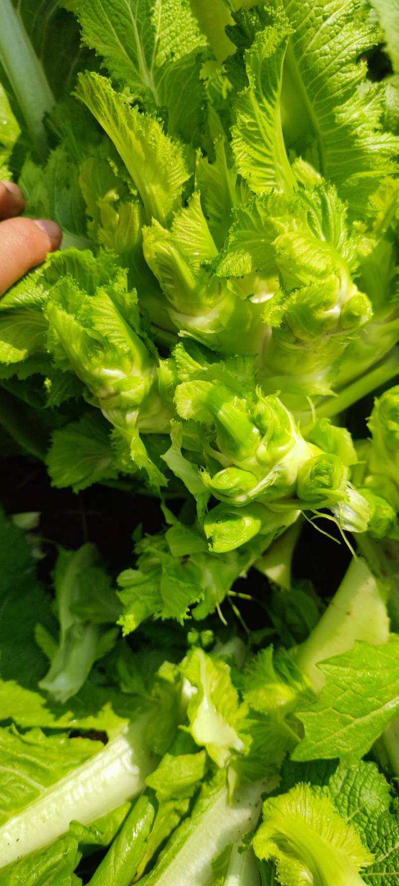 精品儿菜基地直供量大从优