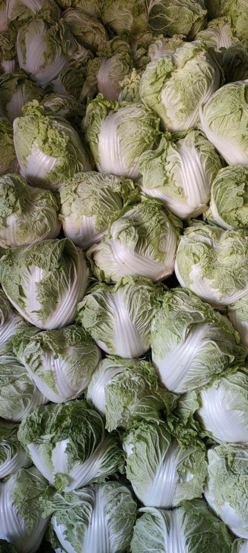 成武精品圆白菜海量供应
