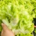 儿菜精品儿菜基地直发一直有货