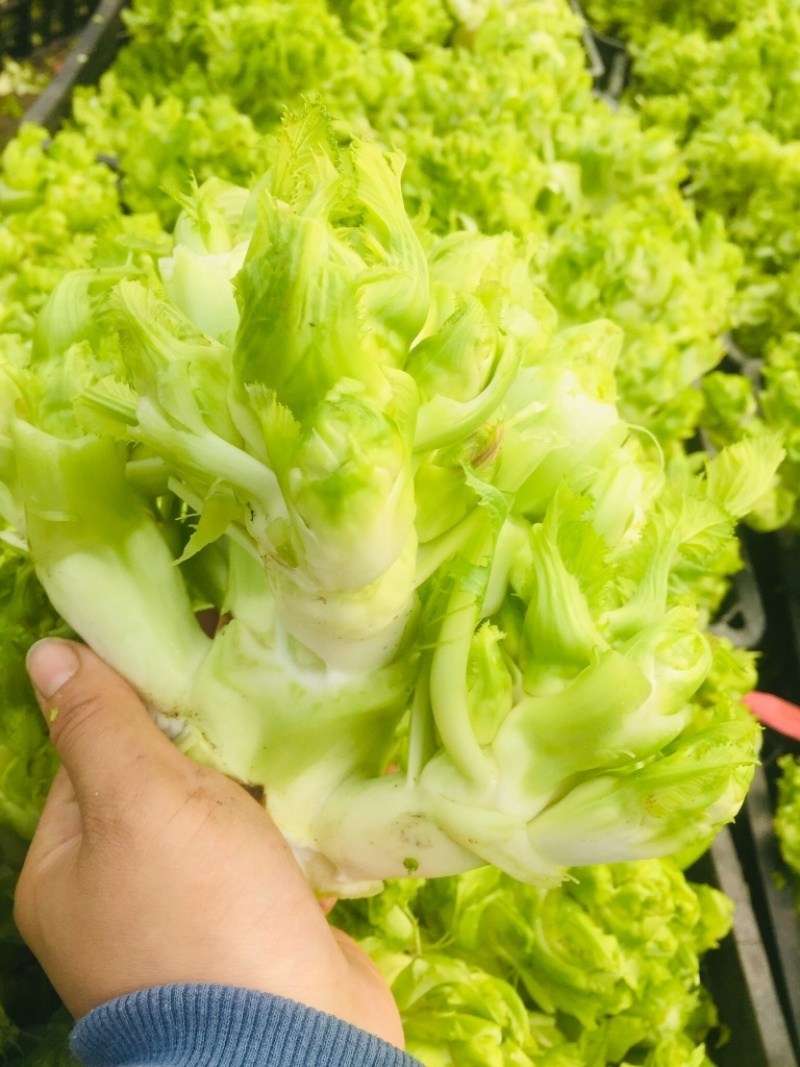 儿菜精品儿菜基地直发一直有货