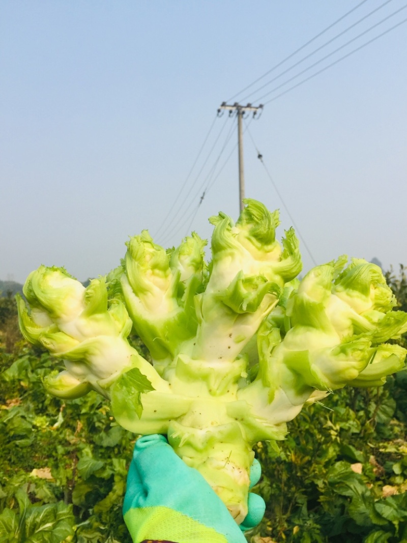 儿菜精品儿菜基地直发一直有货