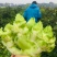 儿菜精品儿菜基地直发一直有货