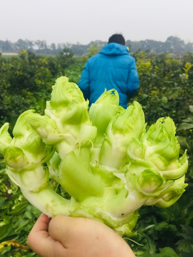 儿菜精品儿菜基地直发一直有货