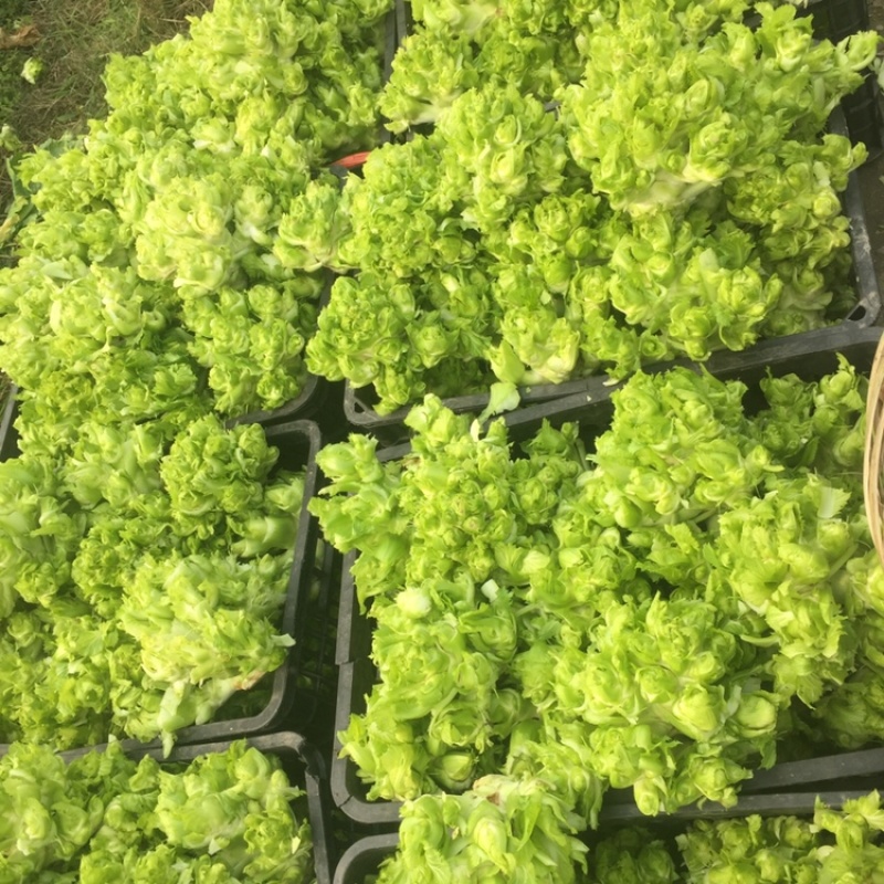 儿菜精品儿菜基地直发一直有货