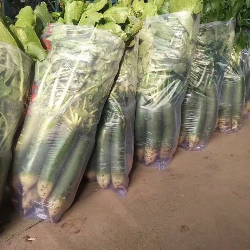 正宗潍县水果萝卜，清脆爽口，沙窝萝卜一件代发