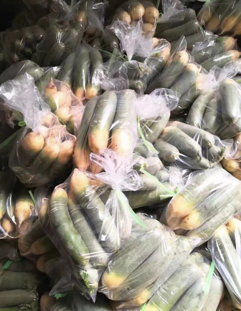 正宗潍县水果萝卜，清脆爽口，沙窝萝卜一件代发