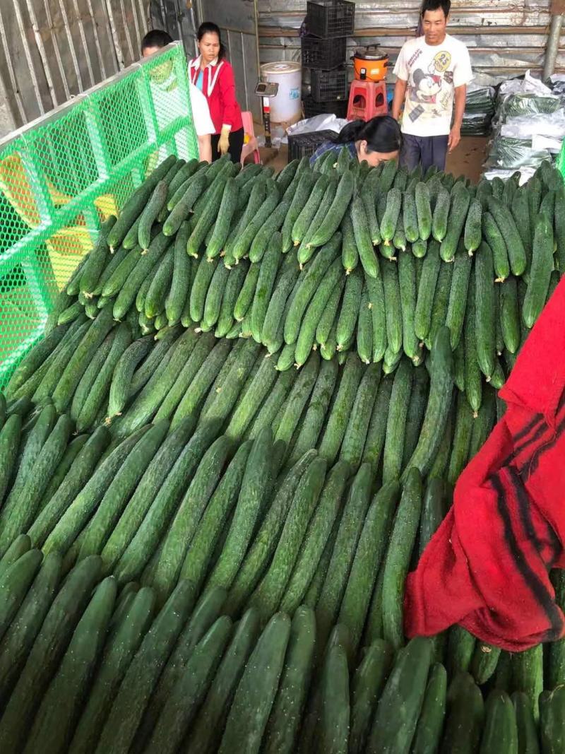 密刺黄瓜广东密刺黄瓜一手货源对接商超档口欢迎