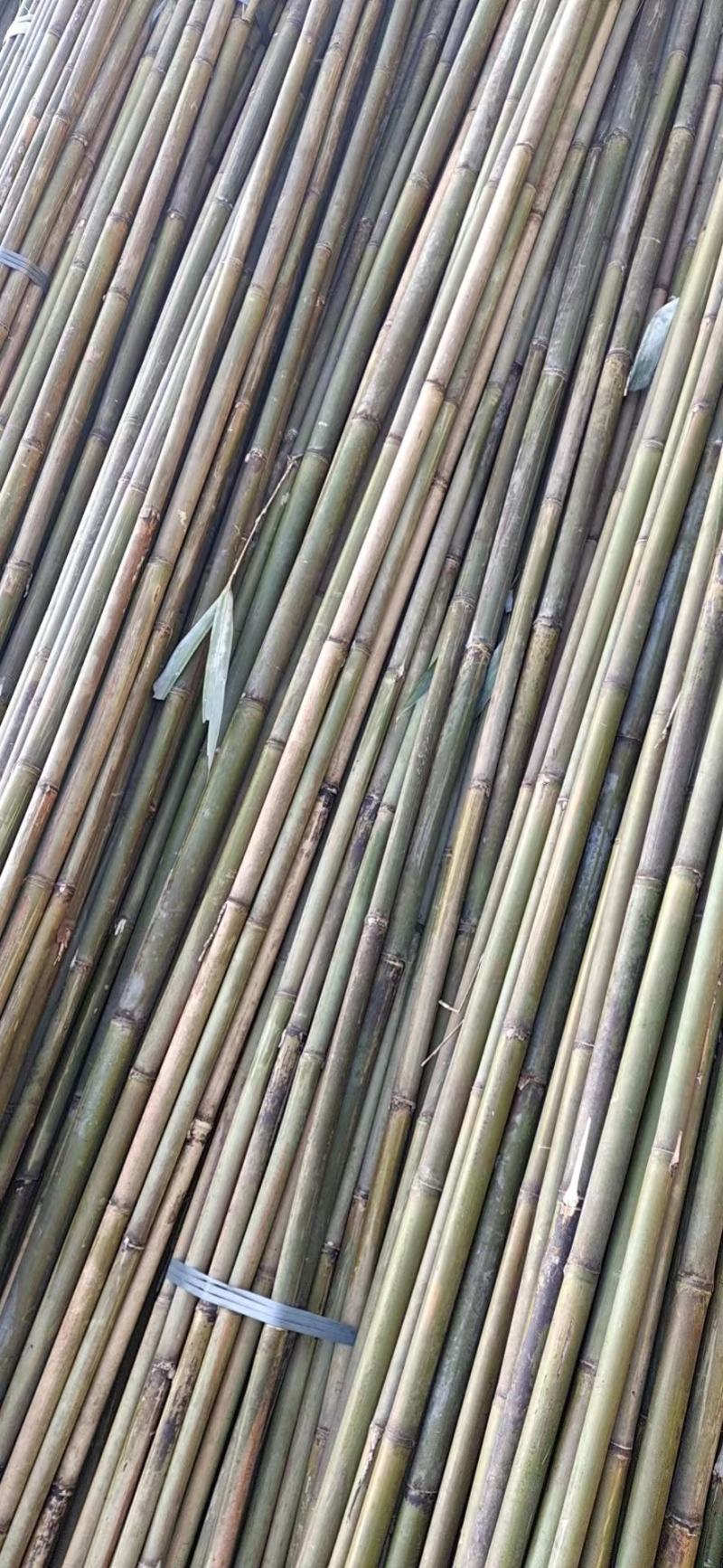 竹子，苦竹，实心玉竹，麻竹，菜架竹