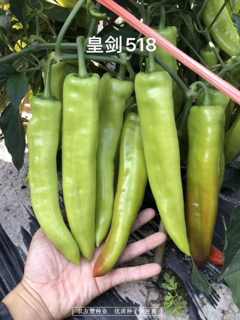 大果黄绿皮辣椒种子椒型顺直光亮，辣味中等黄绿色牛角椒种子