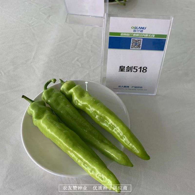 大果黄绿皮辣椒种子椒型顺直光亮，辣味中等黄绿色牛角椒种子