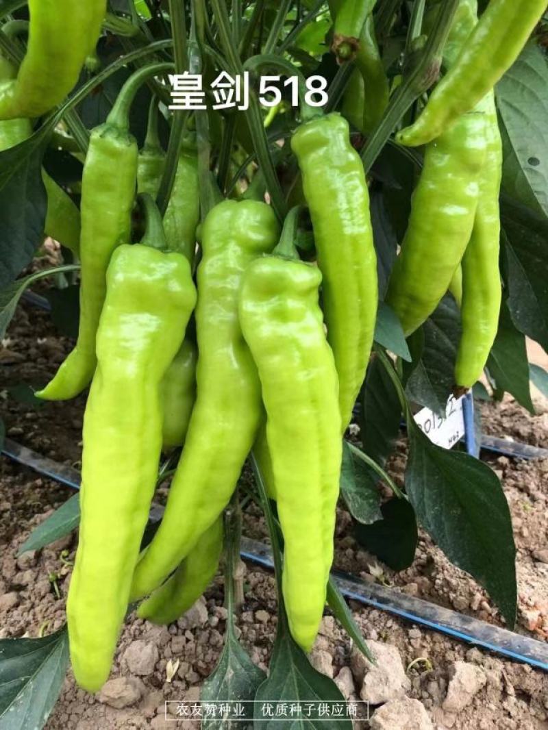 大果黄绿皮辣椒种子椒型顺直光亮，辣味中等黄绿色牛角椒种子